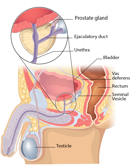 Why-Every-Man-Should-Have-a-Prostate-Orgasm-Once-in-Their-Lifetime-prostate-anatomy.jpg